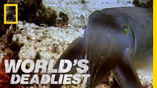 "Sudden Death" Cuttlefish | World's Deadliest