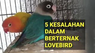 5 KESALAHAN DALAM BERTERNAK BURUNG LOVEBIRD