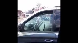 Dog learns how to drive vine