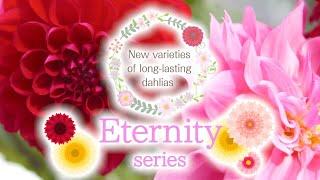 New Varieties of long-lasting dahlias Eternity series