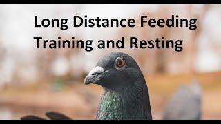 Long Distance Feeding Training and Resting in Racing Pigeons
