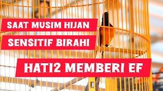 musim hujan burung murai sensitif birahi hati2 saat seting jangan asal tambah ef