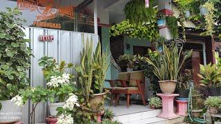 Aneka Tanaman Hias Di Area Super Sempit