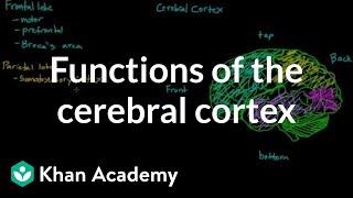 Overview of the functions of the cerebral cortex