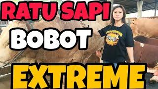 VIRALSAPI TERBESAR DI JAKSEL | BERKAH MANDIRI FARM