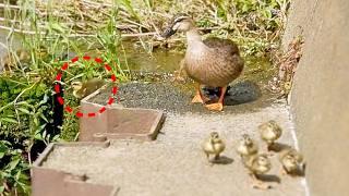 Mother duck refuses to abandon her two babies [Wildlife]