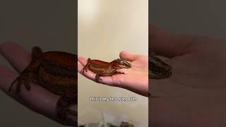 Lizard unboxing! Unboxing a gargoyle gecko from @TikisGeckos #gargoylegecko #unboxing