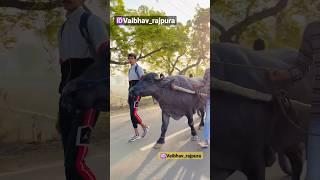 Vaibhav rajpura  jhota race #shorts ,#trending ,#viral