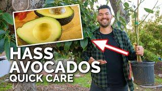 How to Grow Hass Avocados: Quick Care Guide