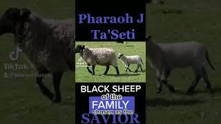 Black Sheep of the Family chosen as the Savior