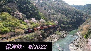 20220409・10　保津峡・桜2022