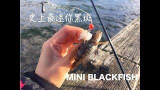 【钓鱼】史上最迷你BlackFish|河豚|Shark鲨鱼|迷你Porgy|New York