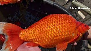 Large goldfish spotted in Minnesota lake