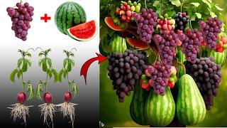 i Growing Grapes with watermelon It has many grapes and watermelons fruits,How to Graft Grapes