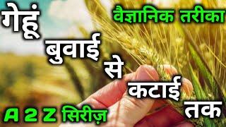 गेंहू की खेती wheat farming fertilizer watering herbicide insecticide fungicide hormone good profit