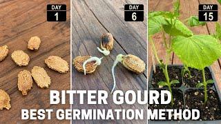 Germinate bitter melon seeds - Fast and easy !!