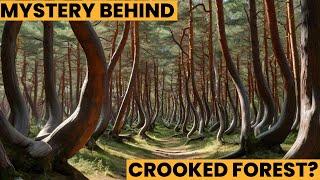 Is This The End of the Road For Crooked Forest? #trending #viral #forest