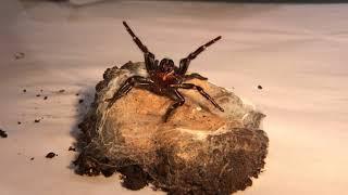 The Australian Funnel-web Spider with Craig Adams