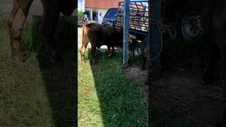 brahman bull, beautifull cow #shorts #animals #cowvideos #viralvideo