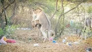 Part 1 Donkey Mating Video #donkeymating