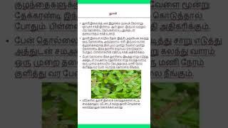 Healthy lifestyle tips Tamil :Ocimum tenuiflorum |#shorts