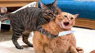 Funny animals - Funny cats/dogs - Funny anim videos -22