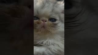 Ultra flat face Persian Tyson the cutest #catshorts #catsofyoutube