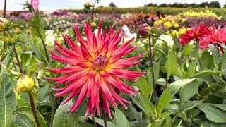 Dahlia 'Bora Bora' - FarmerGracy.co.uk