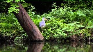 Karpfenangeln - cam on bank - Donnerwetter