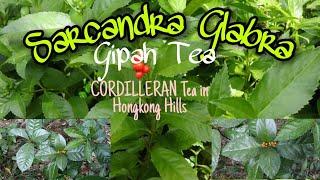 GIPAH TEA | SARCANDRA GLABRA | CORDILLERAN TEA IN HILLS OF HONGKONG | STKRISH MAYA VLOGSZ