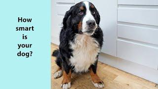 Dog IQ Test. How smart is my Bernese Mountain Dog