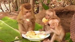 Happy kley monkey and Avatar baby are waiting for mom to share the fruit they want to eat