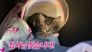 사람 손탄 귀여운 아기고양이 분양합니다(길고양이) a cute cat