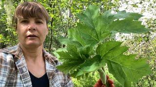 Pushki wild harvest, @Wildernessgma49 , #wildernesssurvival #Alaska, #wilderness ￼#selfreliance