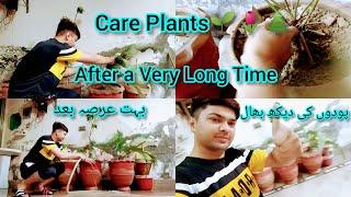 #Hamza Sattar Vlogs.. || #Care_plants_after_very_long_time