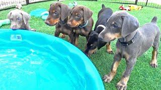 Do Doberman Puppies Like to Swim?!?!