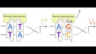 Часть 1. Аллель-специфичное связывание факторов транскрипции. И. Кулаковский. 26.02.2021