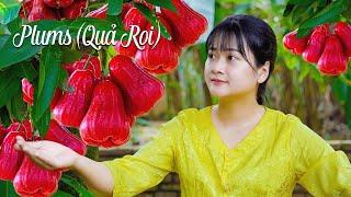 AMAZING HARVESTING PLUMS (QUẢ ROI) - A collection tropical fruits/LÝ TRIỆU CA