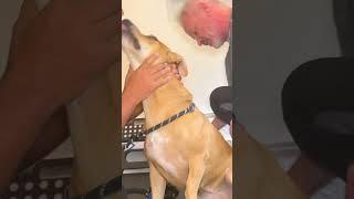 "GOT IT"  Dog Chiropractor Mini Compilation