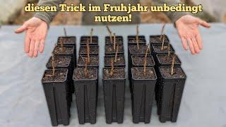 wie man im Garten enorm Geld sparen kann. (jetzt bei Johannisbeeren, Feigen, Trauben usw. nutzen!)