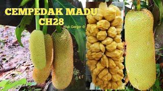 Jenis Cempedak Terbaik Cempedak Madu CH28.