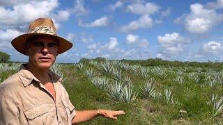 Ecosystem Restoration with Henequen ("Sisal") - Starting the soil restoration process- degraded soil