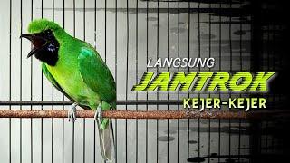  LANGSUNG JAMTROK || CUCAK IJO GACOR HYPER TEMBAKAN KASAR