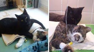 Loving Nurse Cat From Poland Gently Looks After Other Animals At Animal Shelter