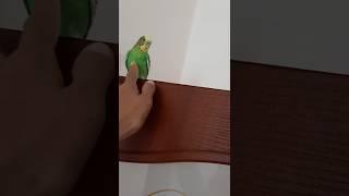Попугай | Кеша #попугай #птицы Домашние говорящие попугаи #зоомир