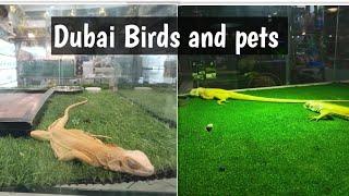 Dubai pets and birds part 2/beautiful moments /nh creations