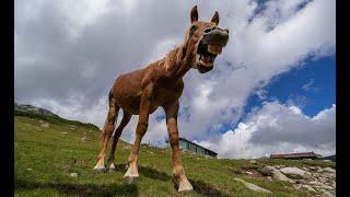 Rila mountain horses