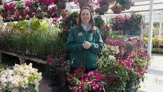 PETITTI Bougainvillea Spotlight | How to Grow and Care for Tropical Bougainvillea Indoors and Out