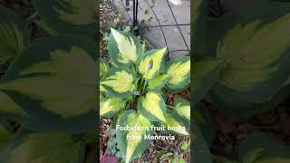 Forbidden fruit from Monrovia #hostas #monrovia