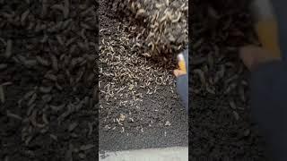How we are raising world most expensive flies at Bempet organic farm